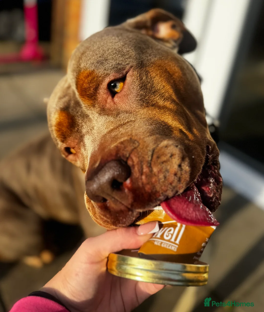 American Bully dogs for sale: Lilo the standard (but large) bully - Advert 2