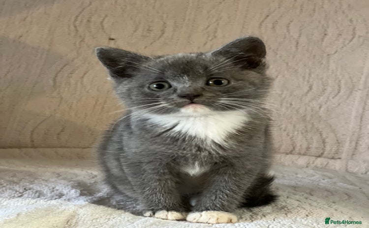 British Shorthair cats - Advert 1