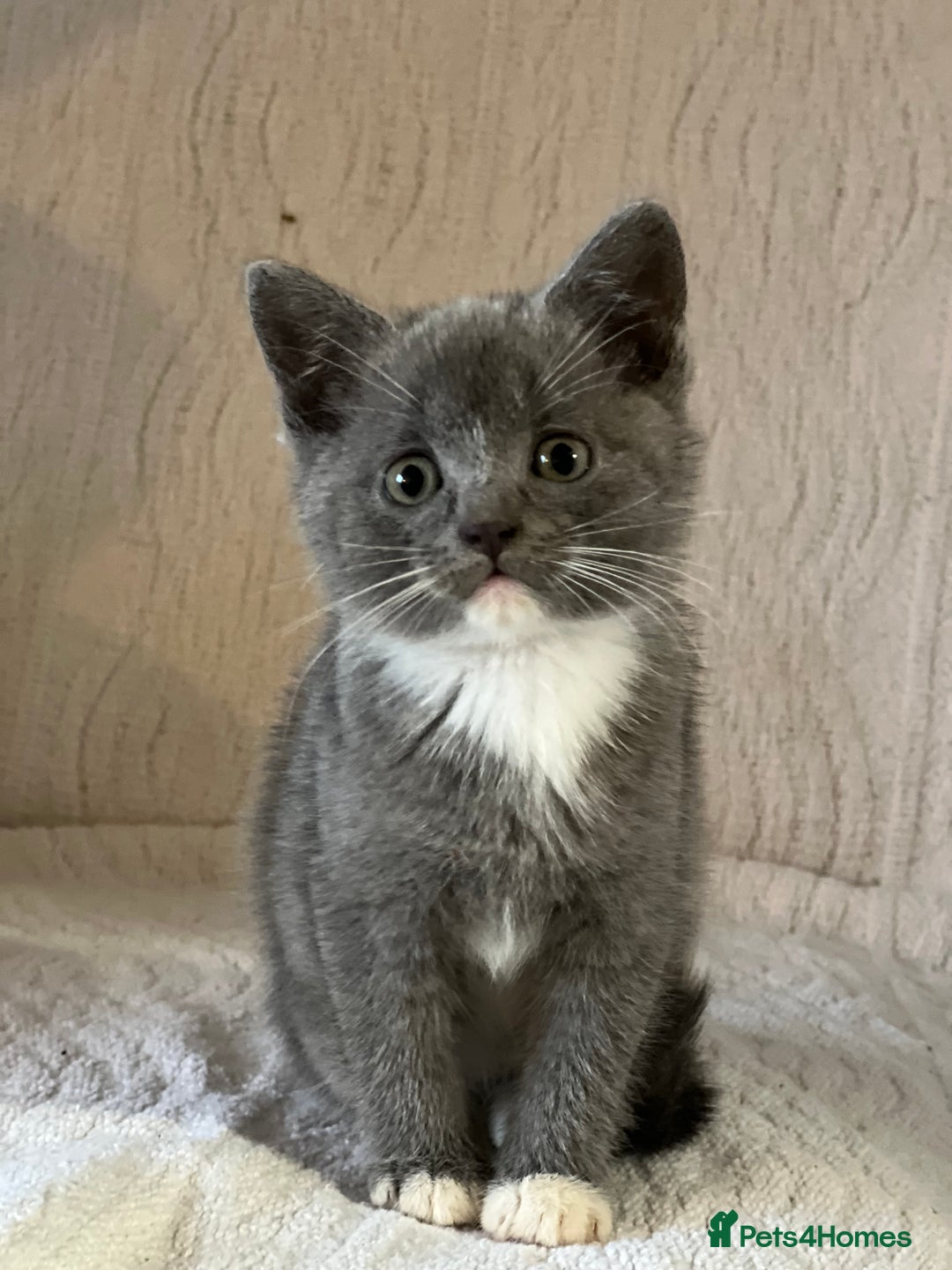 British Shorthair cats for sale: British shorthair kittens  - Image 1