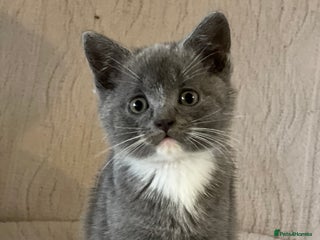 British Shorthair cats - Advert 24