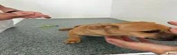 Mixed Breed dogs for adoption: 🧡🐾BETTY — A TINY GIRL LOOKING FOR A BIG LOVE🐾🧡 in Nottingham - Advert 3