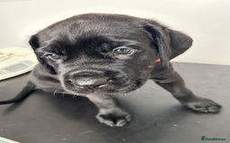 Mixed Breed dogs for sale: Adorable Rottweiler Dogue de Bordeaux x Cane Corso - Image 13