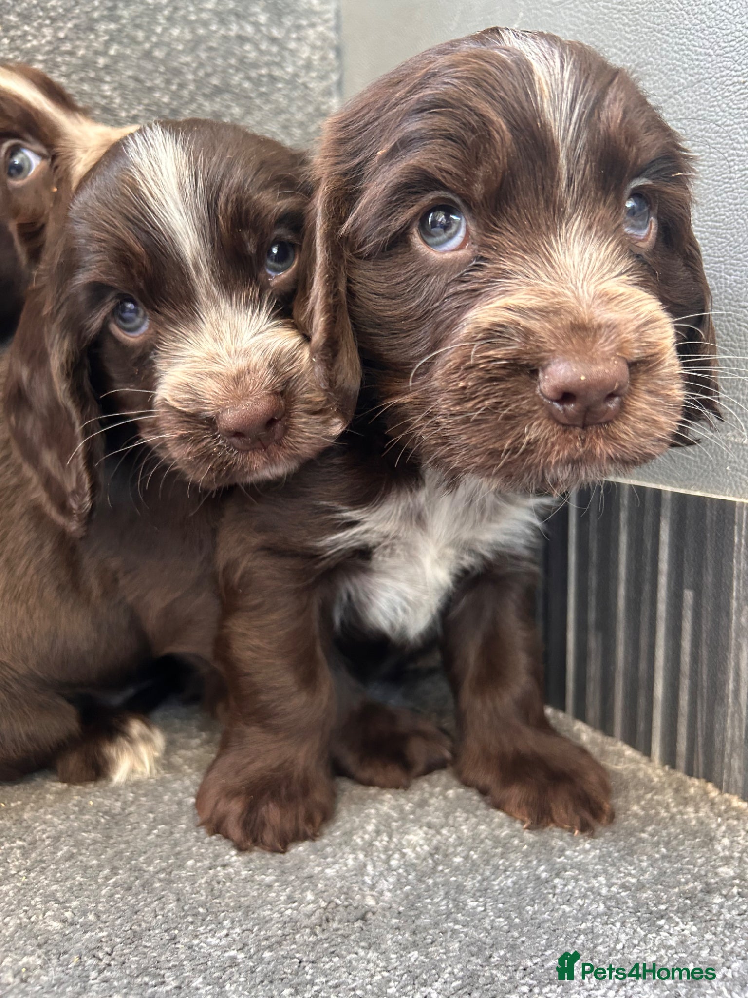 Cocker Spaniel dogs Show type cocker spaniel puppies  - Advert 1
