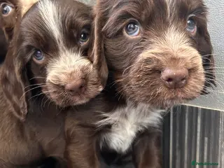 Cocker Spaniel dogs Show type cocker spaniel puppies - Advert 1