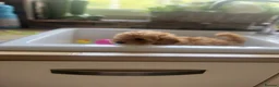 Maltipoo dogs for sale: 🧸Adorable Asian teddy face toy malti poo baby’s🧸 - Advert 4