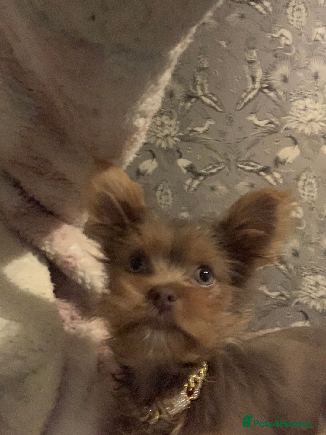 Chorkie dogs for sale: One male puppy left - Advert 11