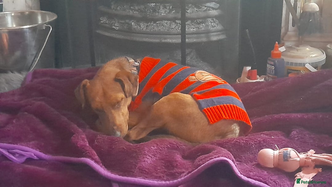 Fox Terrier dogs for adoption: Sweet Felix Needs LOVE - Advert 13