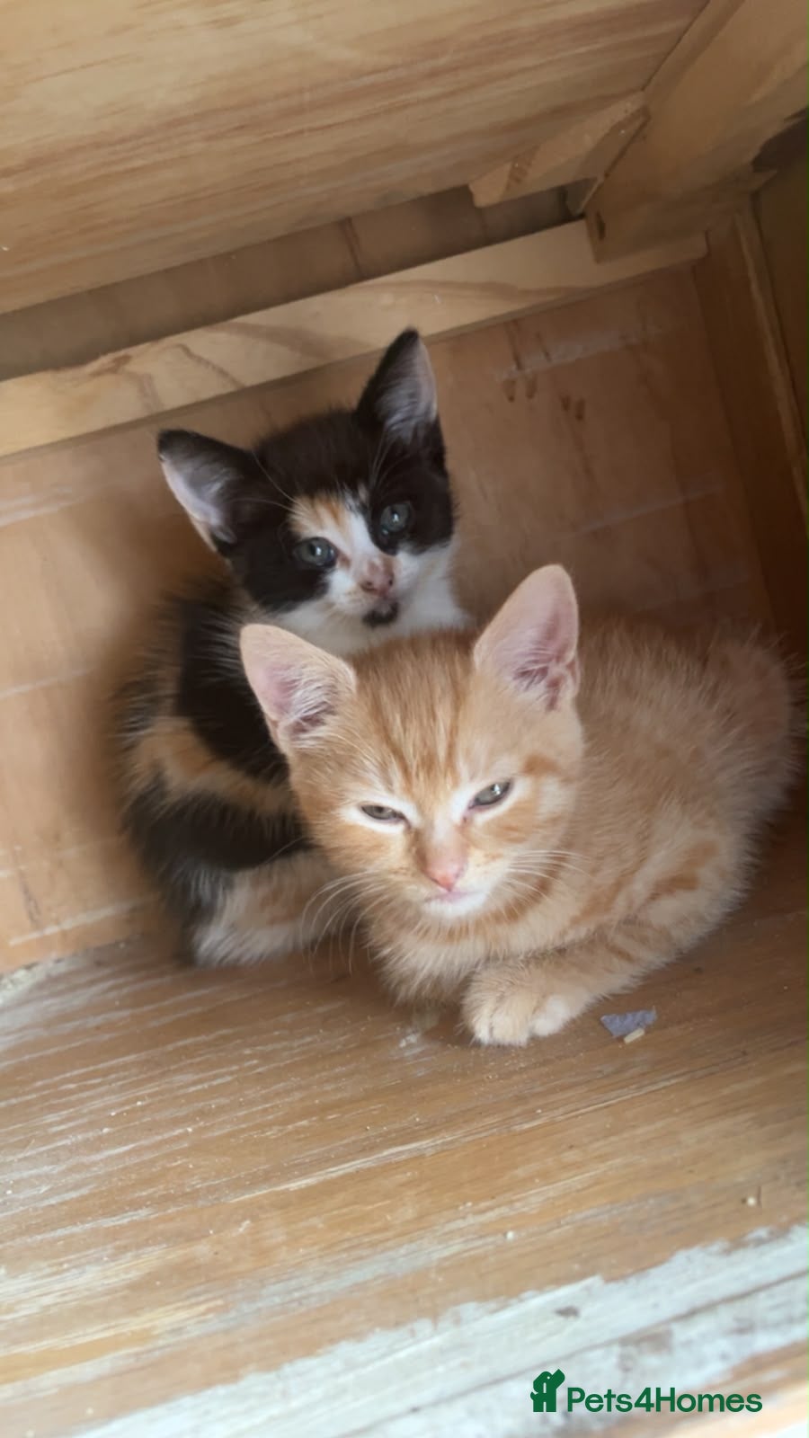 British Shorthair cats 2 female kittens  - Advert 14