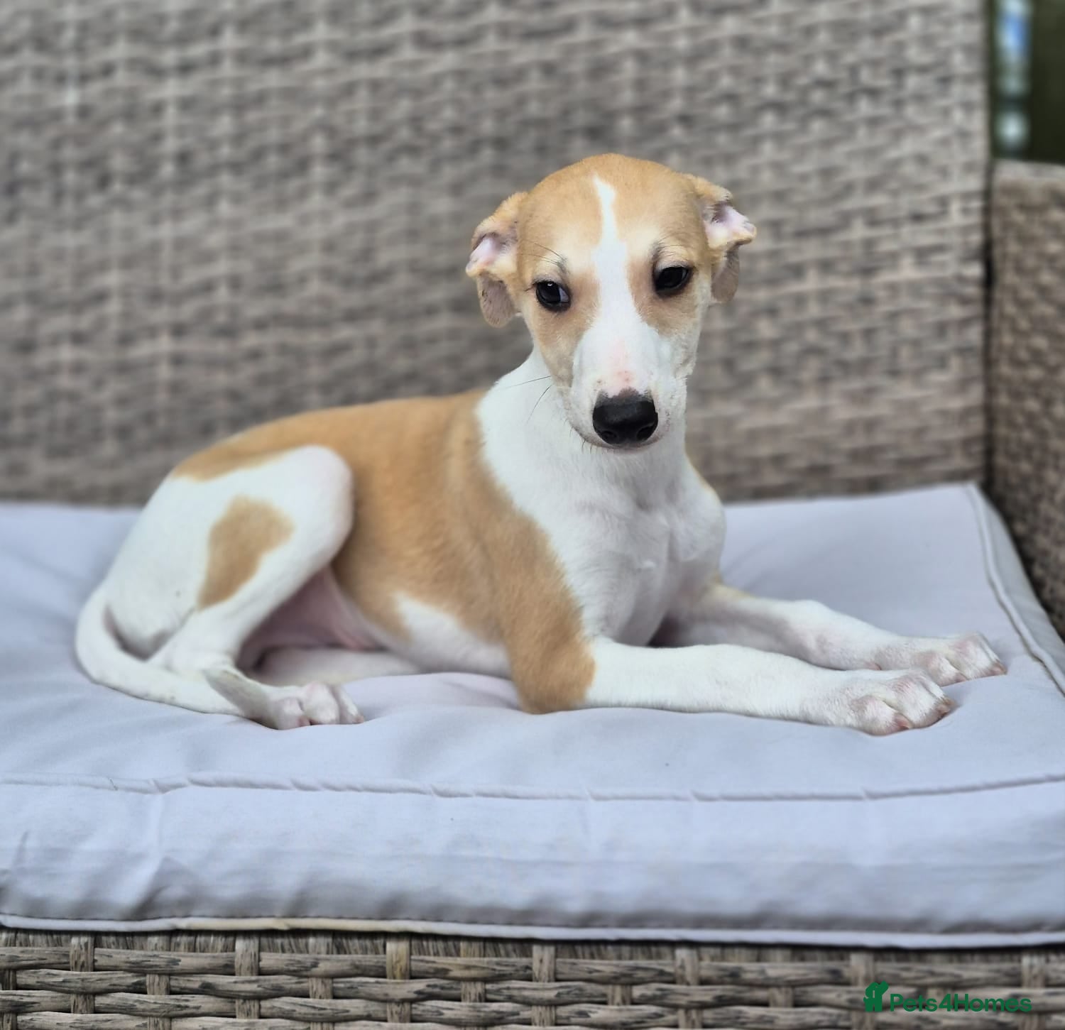 Whippet dogs Stunning Show Quality Whippet Puppies READY NOW - Advert 2