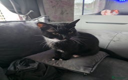 Domestic Shorthair cats for sale: Mum & kitten, black short haired  to rehome - Image 3