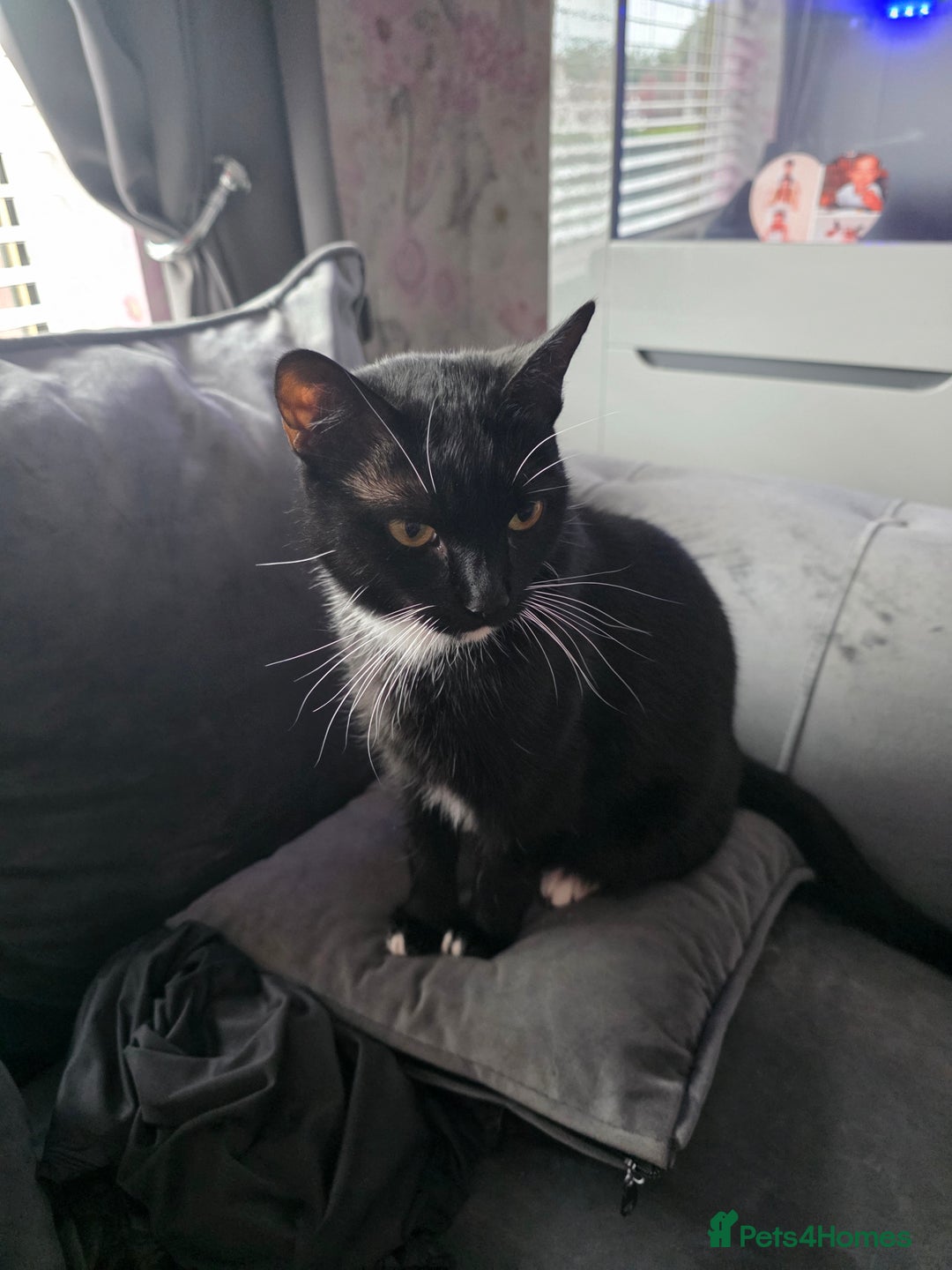 Domestic Shorthair cats for sale: Mum & kitten, black short haired  to rehome - Image 3