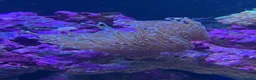Other/Mixed Breed fish for sale: Marine fish, corals and equiptment for sale - Advert 7