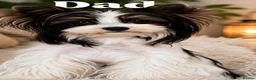 Yorkshire Terrier dogs for sale: Biewer terrier  in Oxford - Advert 4