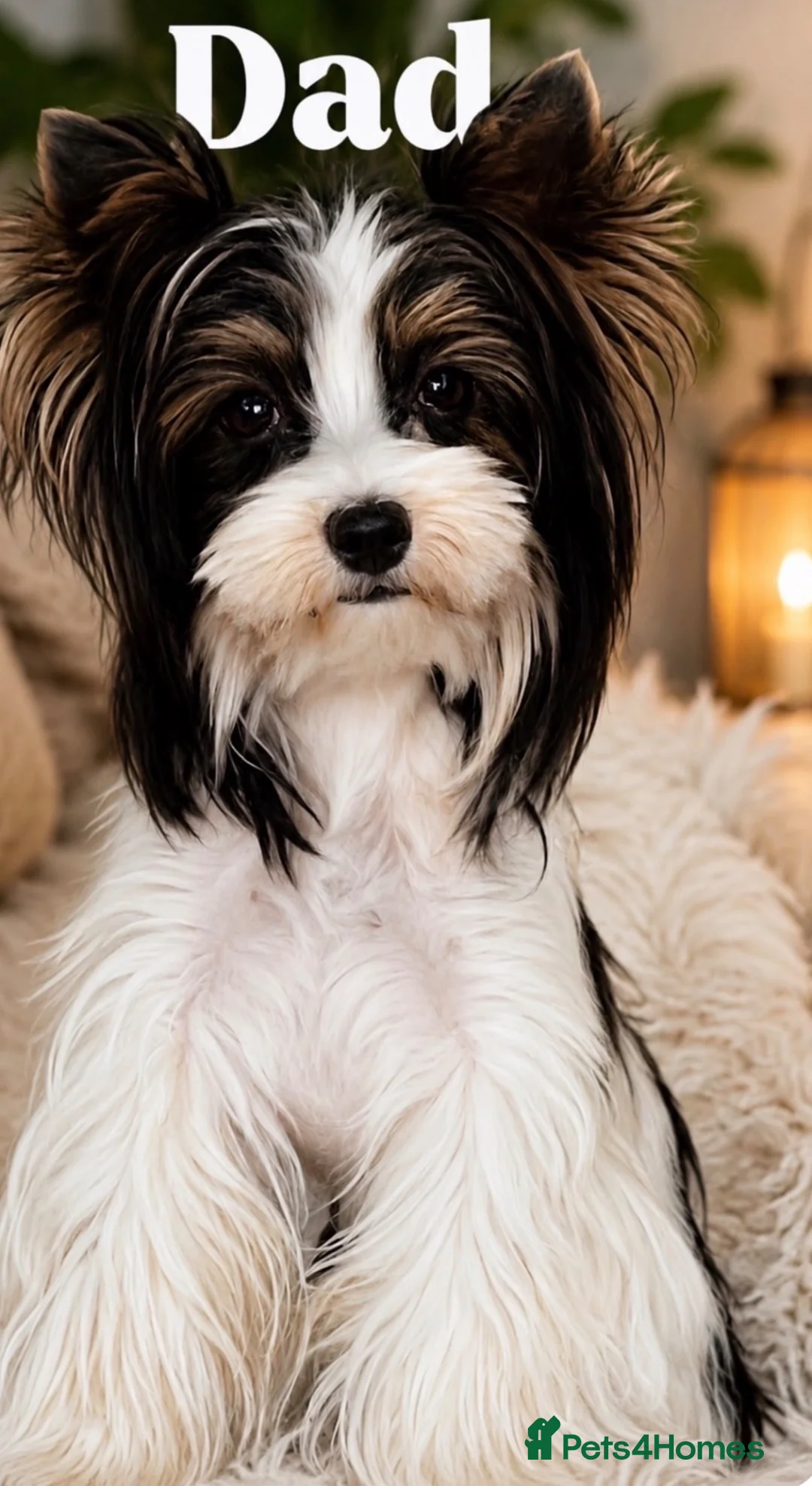 Yorkshire Terrier dogs for sale: Biewer terrier  in Oxford - Advert 4