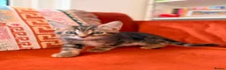 Russian Blue cats for sale: I have 5 beautiful kittens available  - Advert 4
