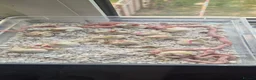 Corn Snake reptiles for sale: Baby corn snakes for sale  - Advert 12