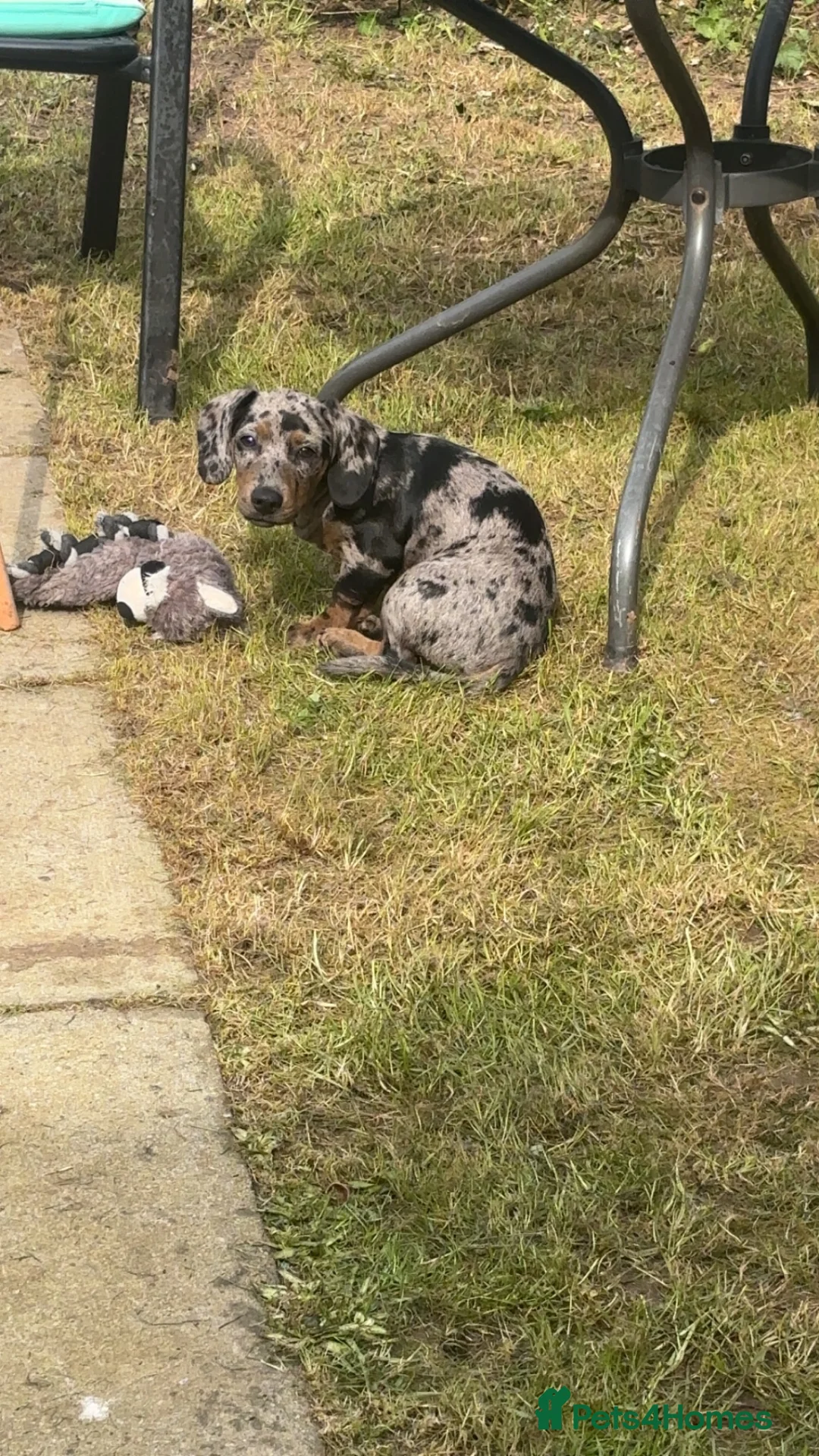 Mixed Breed dogs for stud: Dachshund x patterdale in Bristol - Advert 5