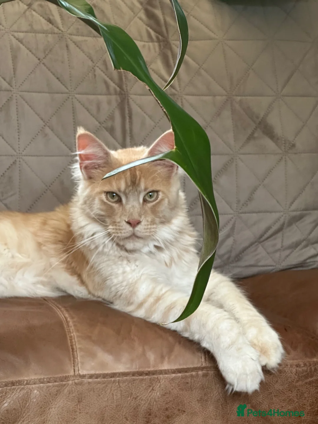 Maine Coon cats for sale: 2 yr old male Maine Coon  - Advert 2