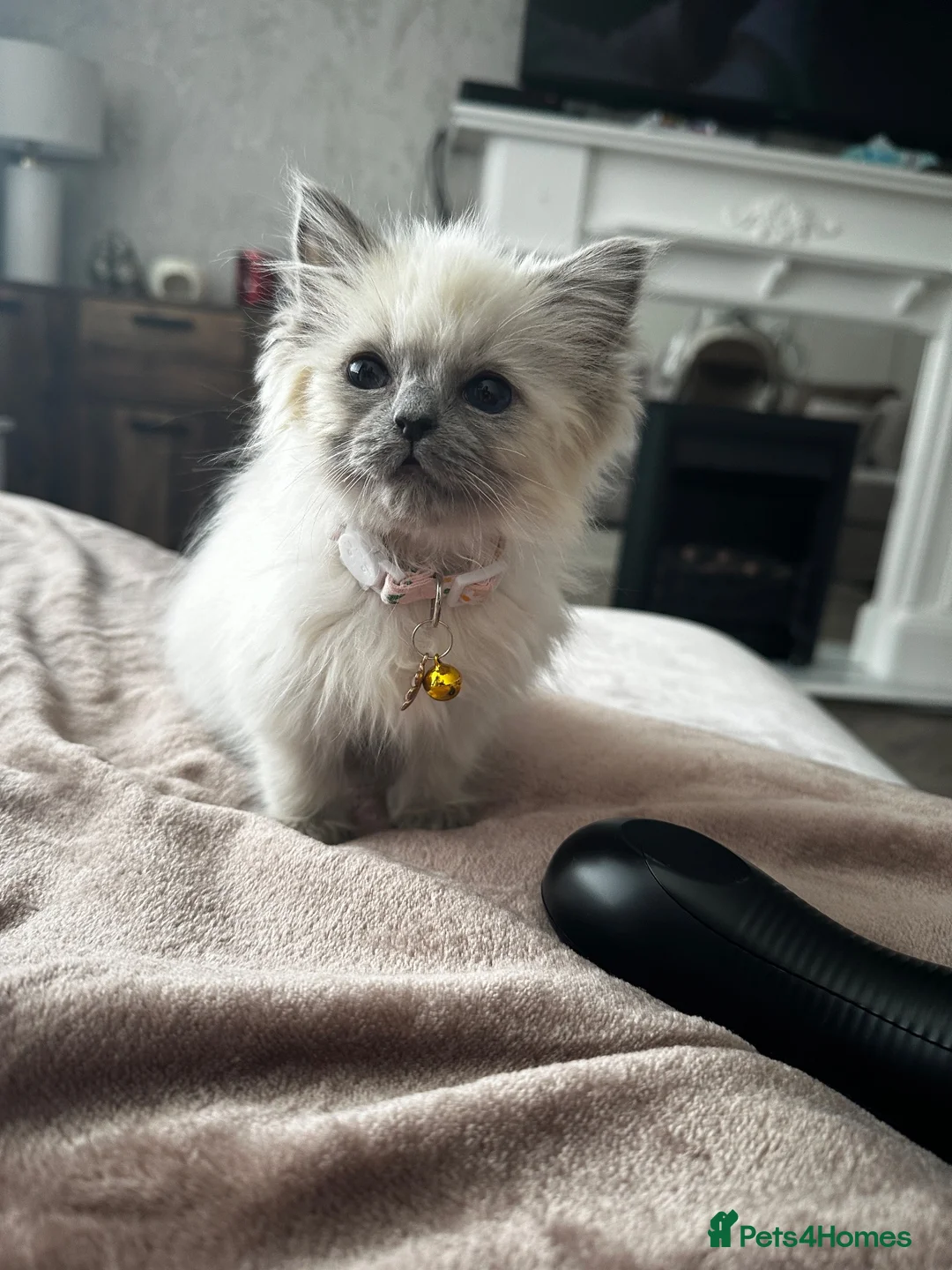 Ragdoll cats for sale: Ragdoll kitten for rehoming  - Advert 2