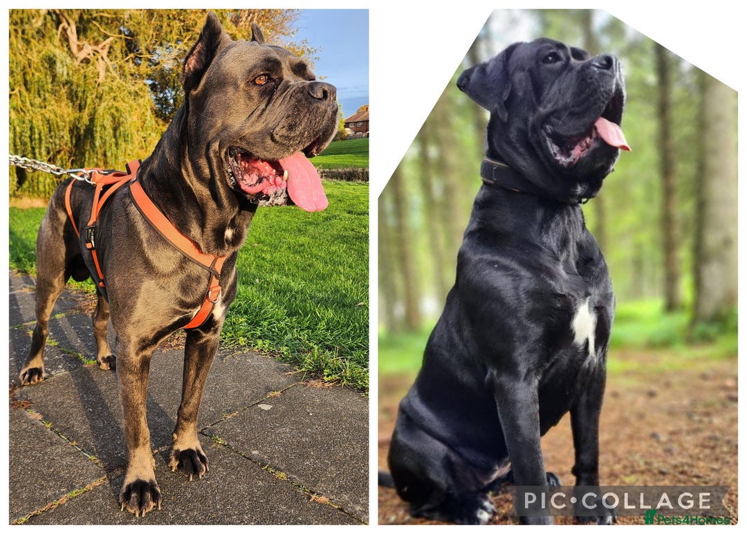 Cane Corso dogs for sale: Beautiful cane corso puppies - Advert 8