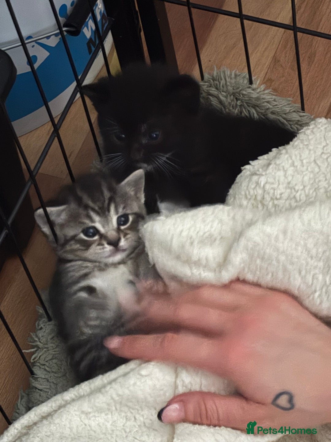 Mixed Breed cats for sale: Two boys (best friends)  - Image 7