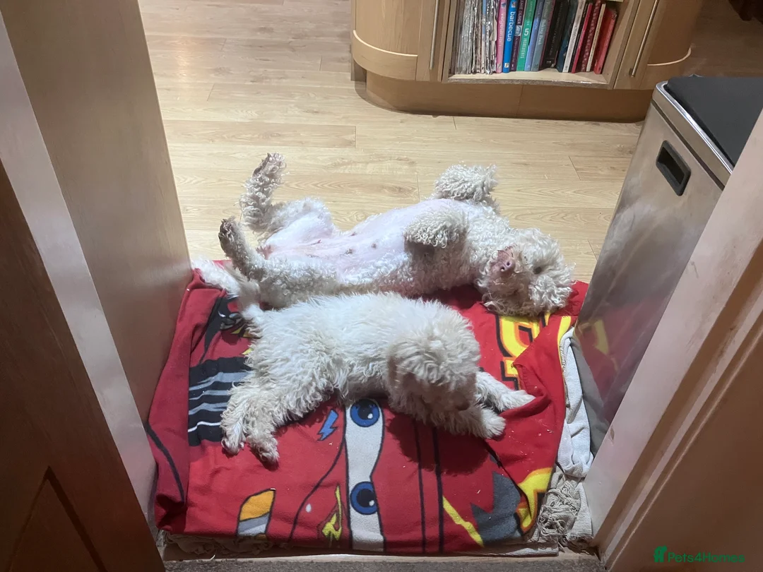Lagotto Romagnolo dogs for sale: Pedigree Lagotto Romagnolo Puppies - Advert 18