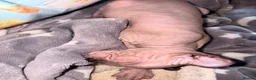 Sphynx cats for sale: Ready now Sphynx kittens - Advert 30