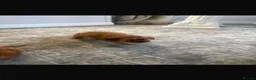 Cavalier King Charles Spaniel dogs for sale: King Charles carvlers  - Advert 2