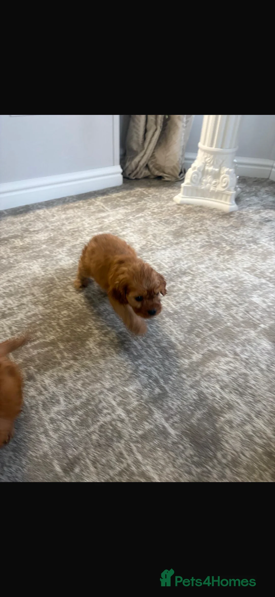 Cavalier King Charles Spaniel dogs for sale: King Charles carvlers  - Advert 2