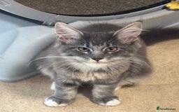 Maine Coon cats for sale: READY NOW BEAUTIFUL PEDIGREE MAINECOON KITTENS  - Image 16