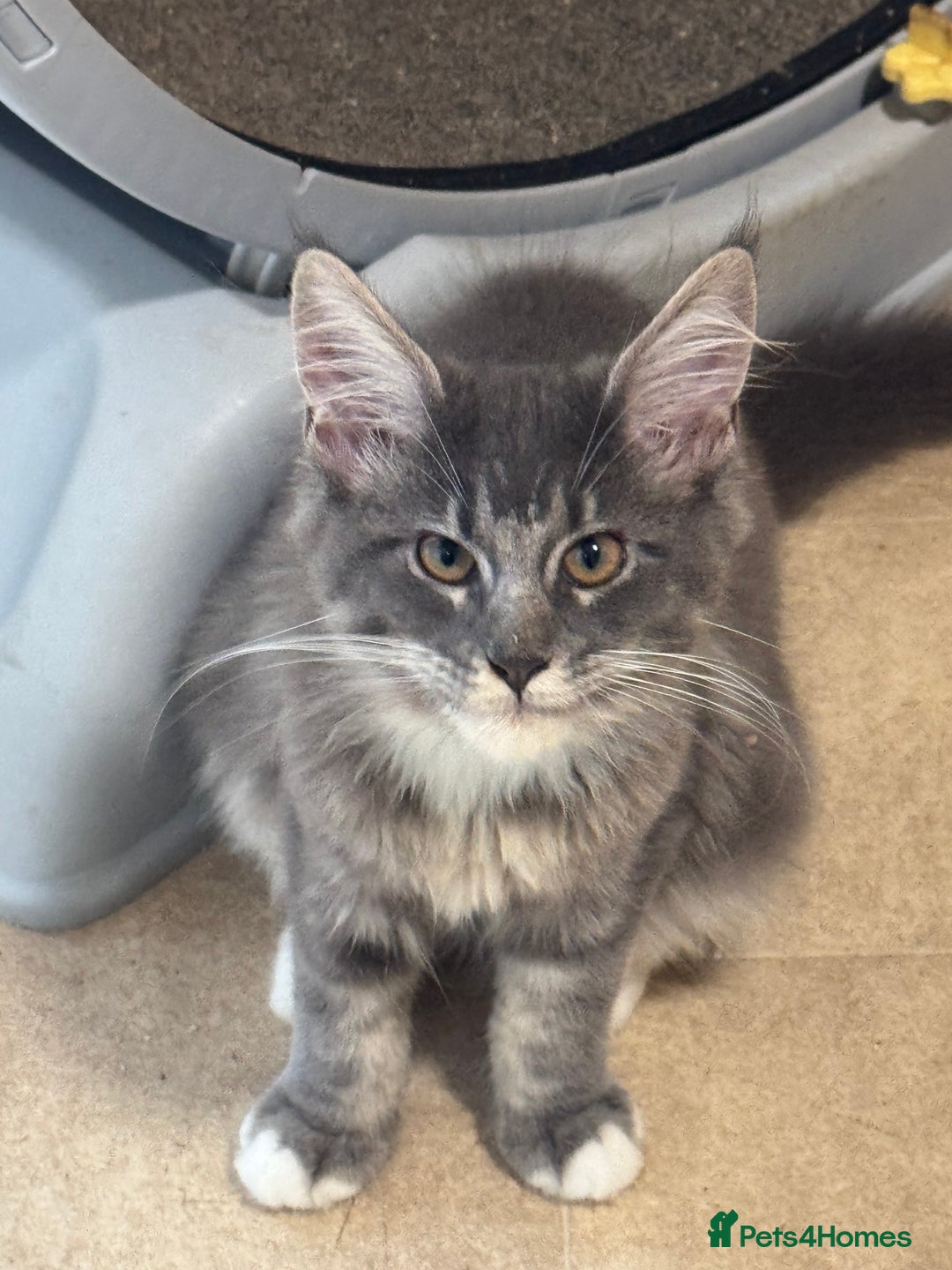 Maine Coon cats for sale: READY NOW BEAUTIFUL PEDIGREE MAINECOON KITTENS  - Image 16