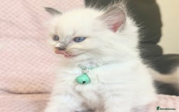 Ragdoll cats for sale: Affectionate, Cuddly, Playful Kittens - Image 3