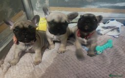 French Bulldog dogs for sale: French bulldog puppy  - Image 9
