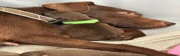 Patterdale Terrier dogs for sale: Chocolate Patterdale Terrier Puppies for sale in Barnsley - Advert 9