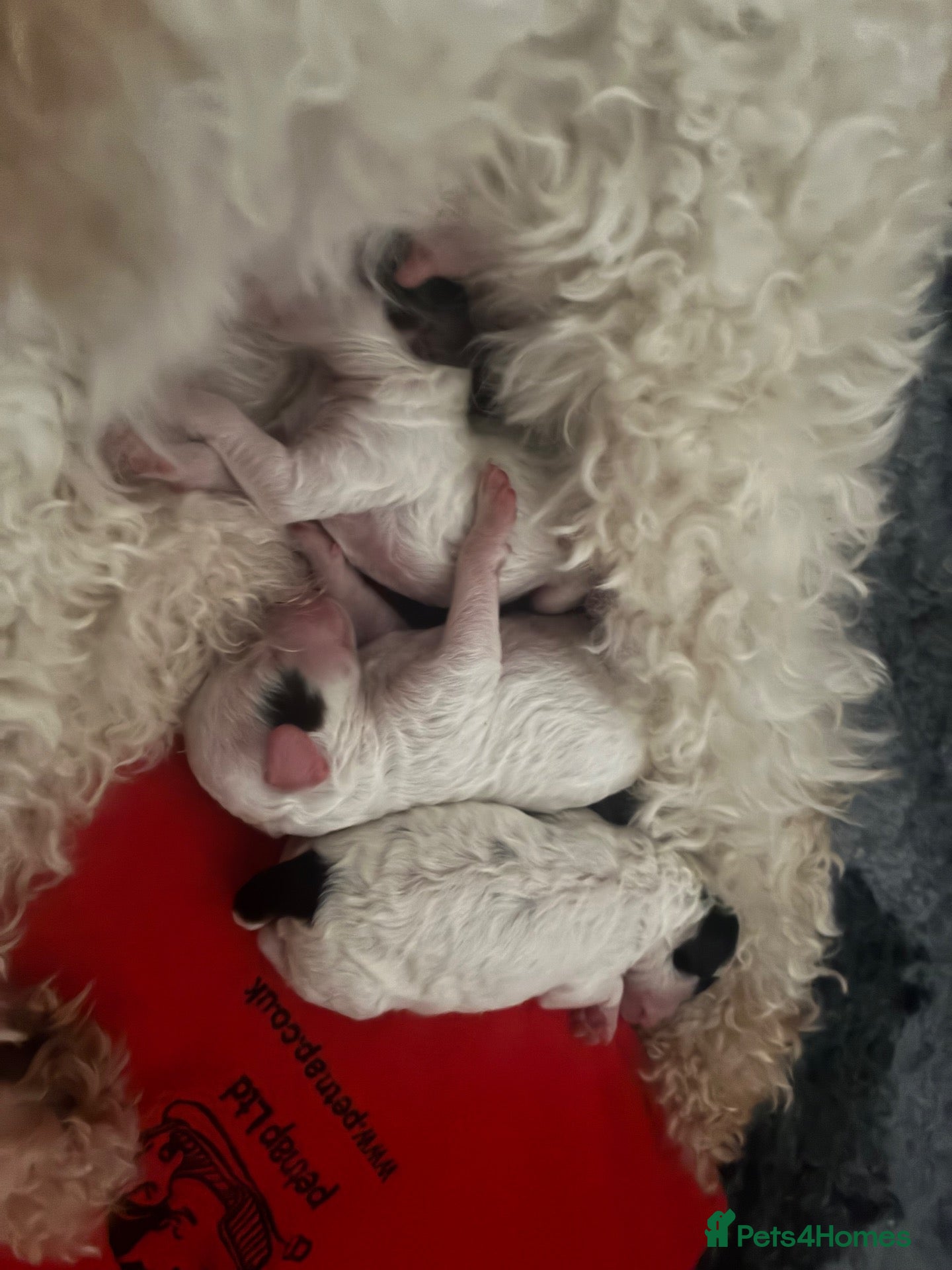 Poodle dogs Our beautiful girl Lilly has had 3 parti puppies  - Advert 4