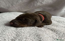 Dobermann dogs for sale: Beautiful litter of Doberman puppies  - Image 5