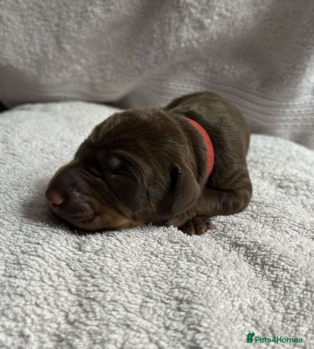 Dobermann dogs for sale: Beautiful litter of Doberman puppies  - Image 5