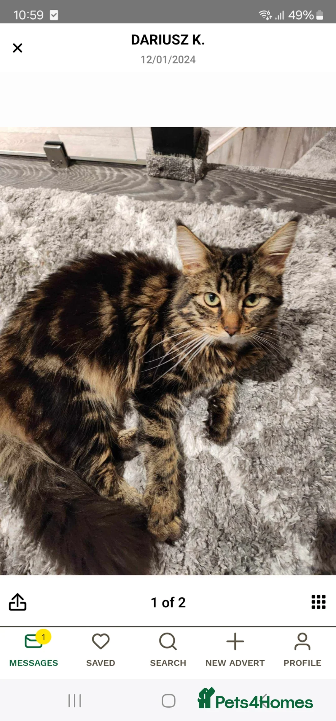 Mixed Breed cats for sale: Kittens - Advert 15