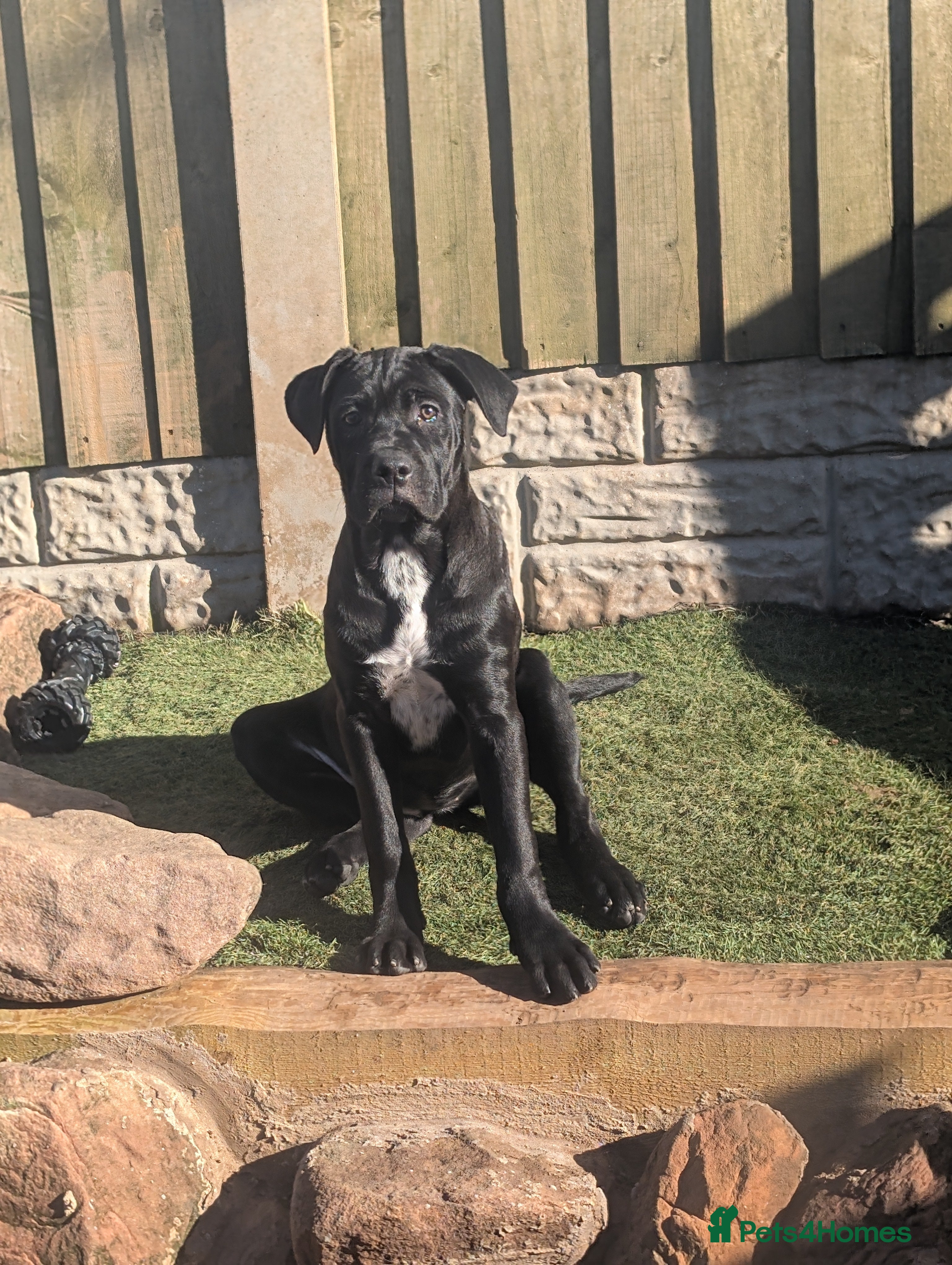 Cane Corso dogs Female cane corso puppies Ready to leave now - Advert 9