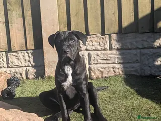 Cane Corso dogs Female cane corso puppies Ready to leave now - Advert 9