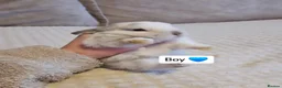 Mini Lop rabbits for sale: Baby Bunnys - Advert 7