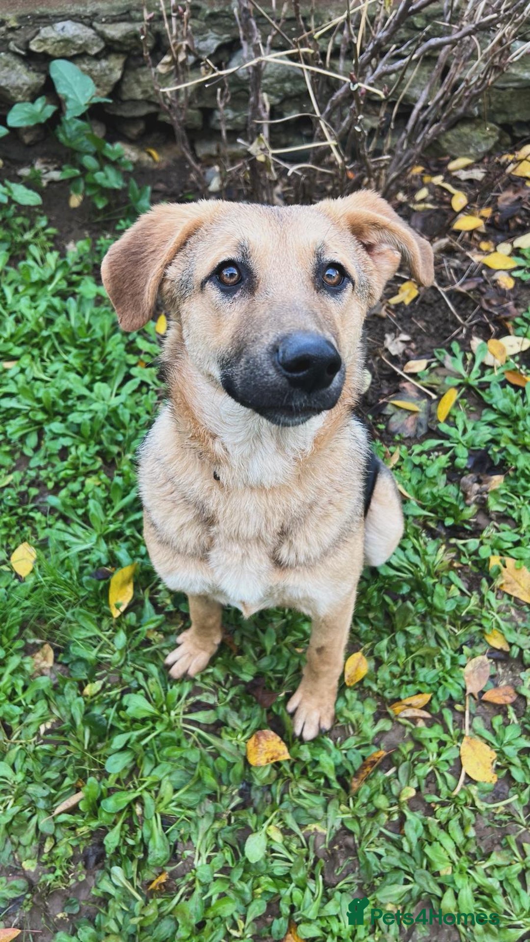 Anatolian Shepherd dogs for adoption: 6.5-Month-Old Anatolian Shepherd Mix Ready For You - Advert 4