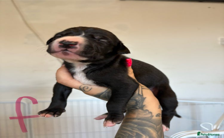 Mixed Breed dogs - Advert 1