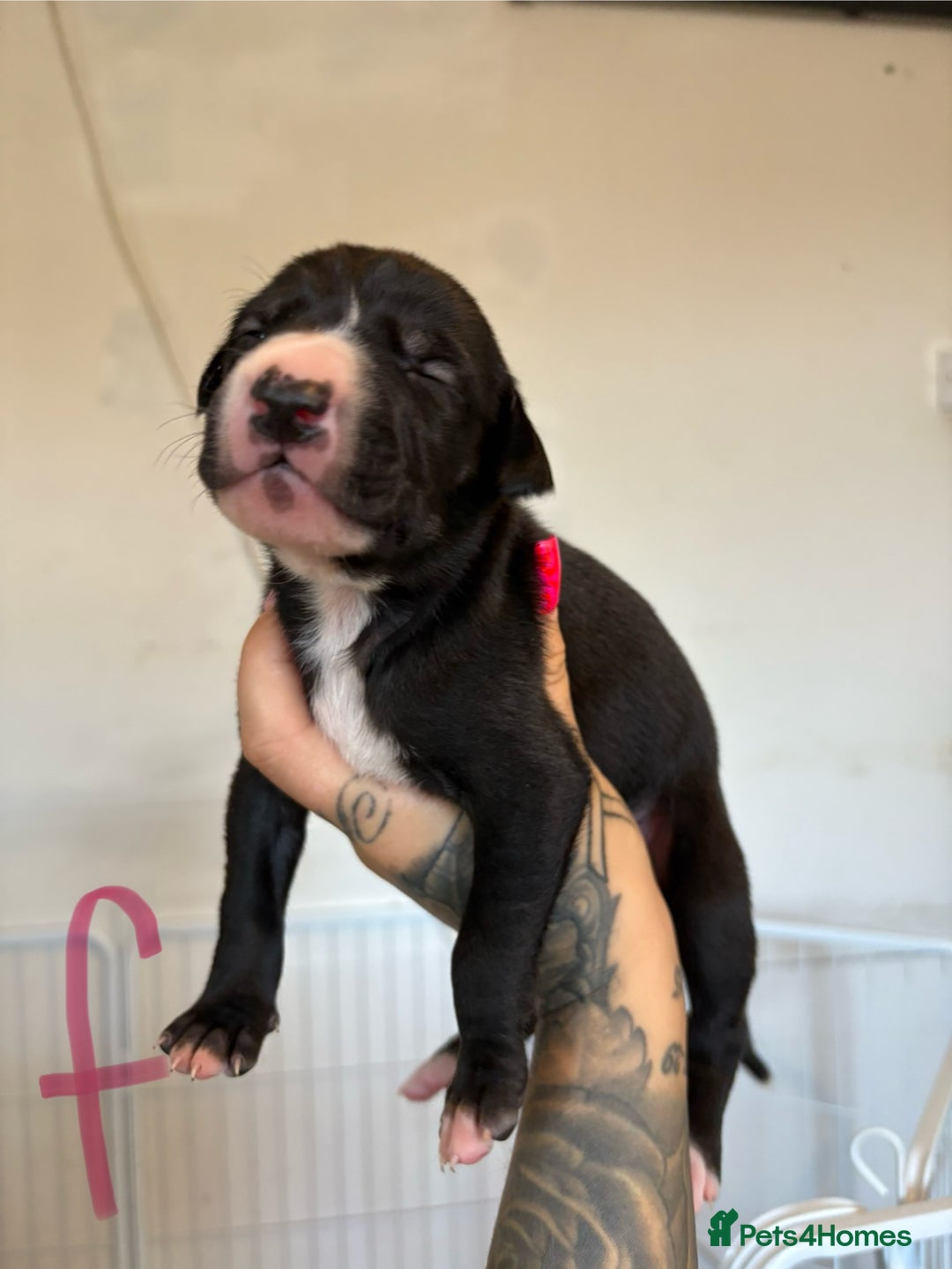 Mixed Breed dogs for sale: Deerhound greyhound lurcher pups  - Image 1