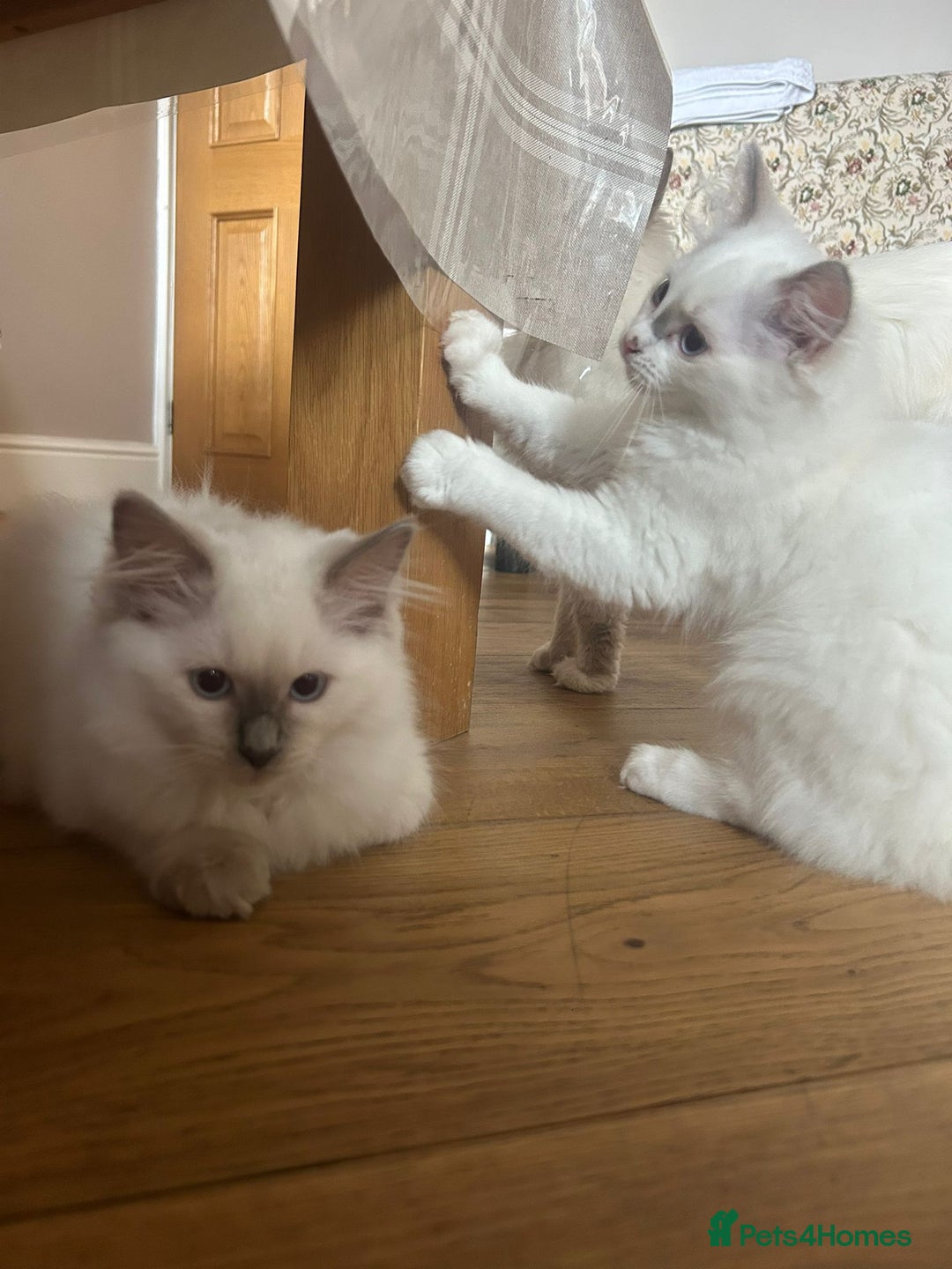 Ragdoll cats for sale: Extremely stunning boys and girls - Image 9