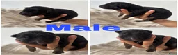 German Shepherd dogs for sale: German shepherd puppies - Advert 10