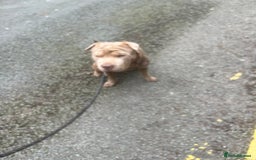 Mixed Breed dogs for sale: Gorgeous woman loving dog - Advert 3