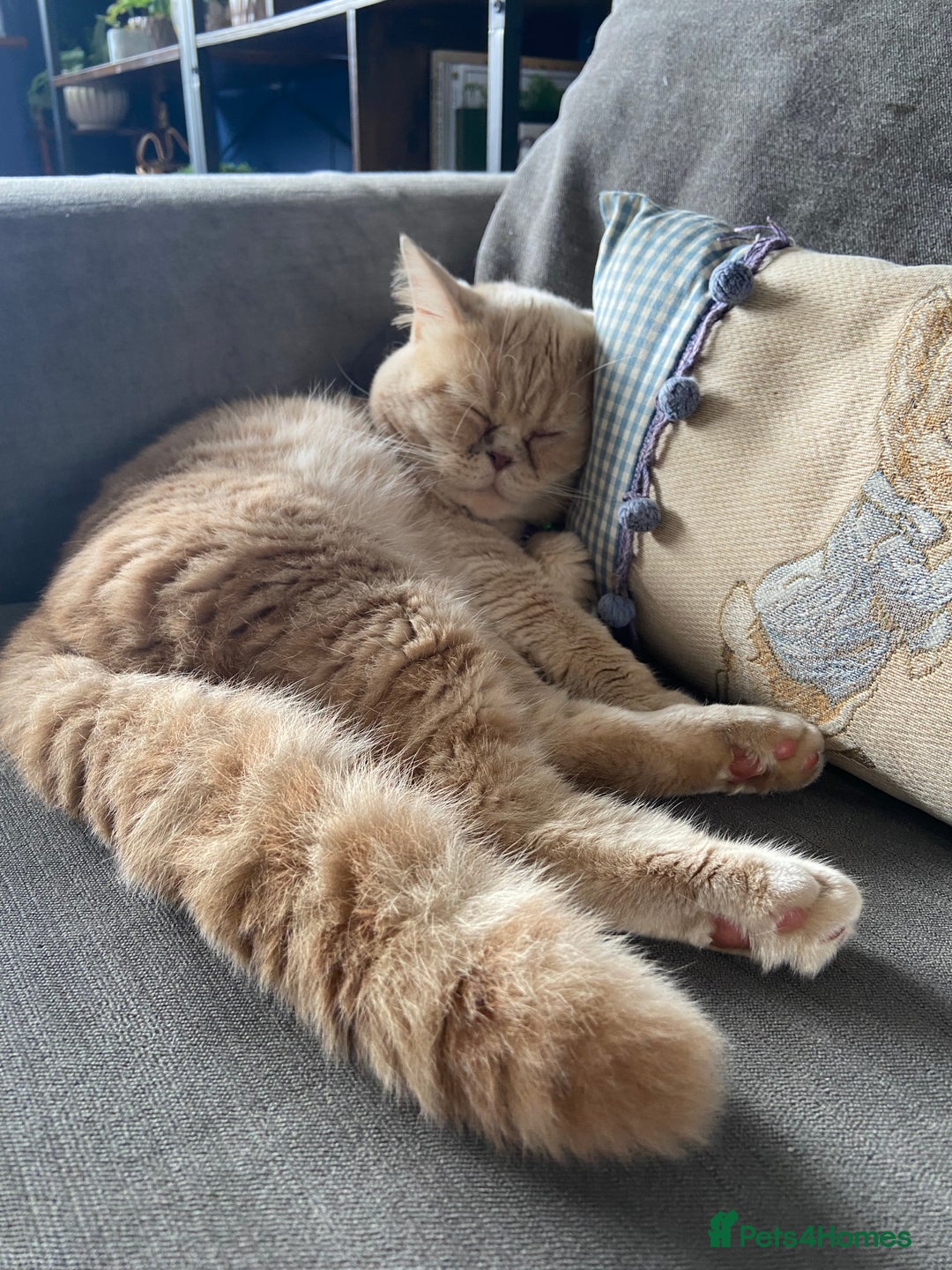 British Shorthair cats for sale: Male British short hair - Image 1