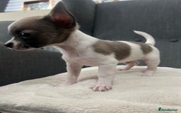 Chihuahua dogs for sale: 5Stunning tiny Smooth coat 🍏head chihuahua puppys - Image 10