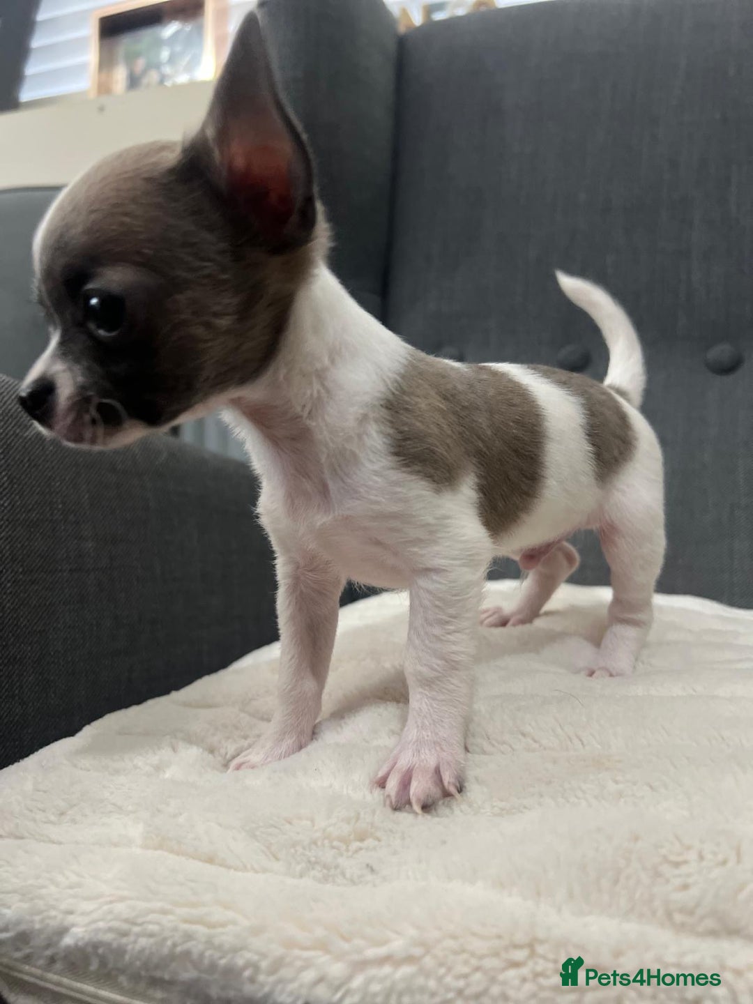 Chihuahua dogs for sale: 5Stunning tiny Smooth coat 🍏head chihuahua puppys - Image 10
